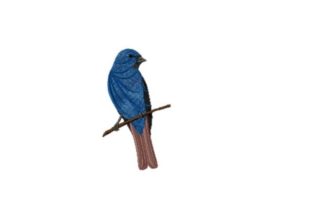 Indigo Bunting Embroidery: A Designer's Review for Boutique Apparel